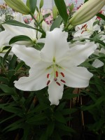 [4258 Gandhara No302.JPG]